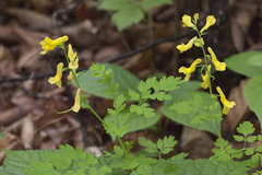 Corydalis speciosa
