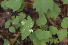 Thalictrum filamentosum