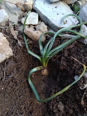 Ornithogalum orthophyllum
