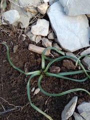Ornithogalum orthophyllum