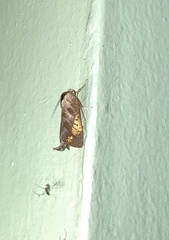 Marthula multifascia