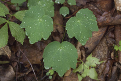 Thalictrum filamentosum