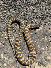 Hemachatus haemachatus