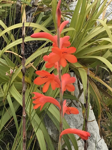 Watsonia schlechteri L.Bolus