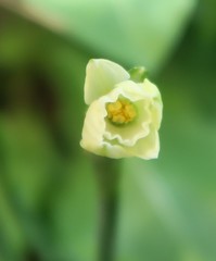 Narcissus dubius
