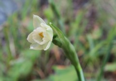 Narcissus dubius