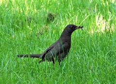 Turdus merula