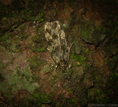 Barea phaulobrya