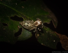 Paraphilaeus daemeli