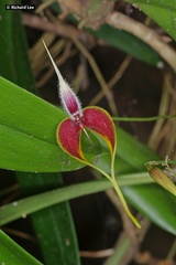 Bulbophyllum maxillare