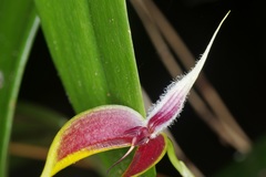 Bulbophyllum maxillare
