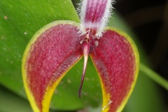 Bulbophyllum maxillare