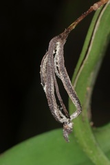 Bulbophyllum maxillare