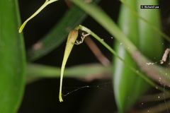 Bulbophyllum maxillare