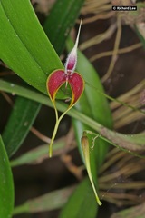 Bulbophyllum maxillare