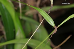 Bulbophyllum maxillare
