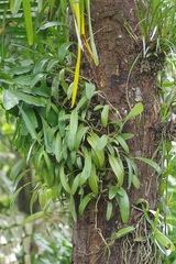 Bulbophyllum maxillare