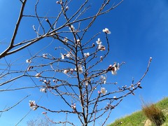 Prunus amygdalus
