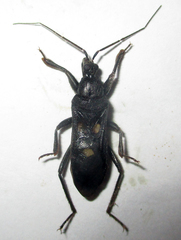Ectomocoris quadrimaculatus