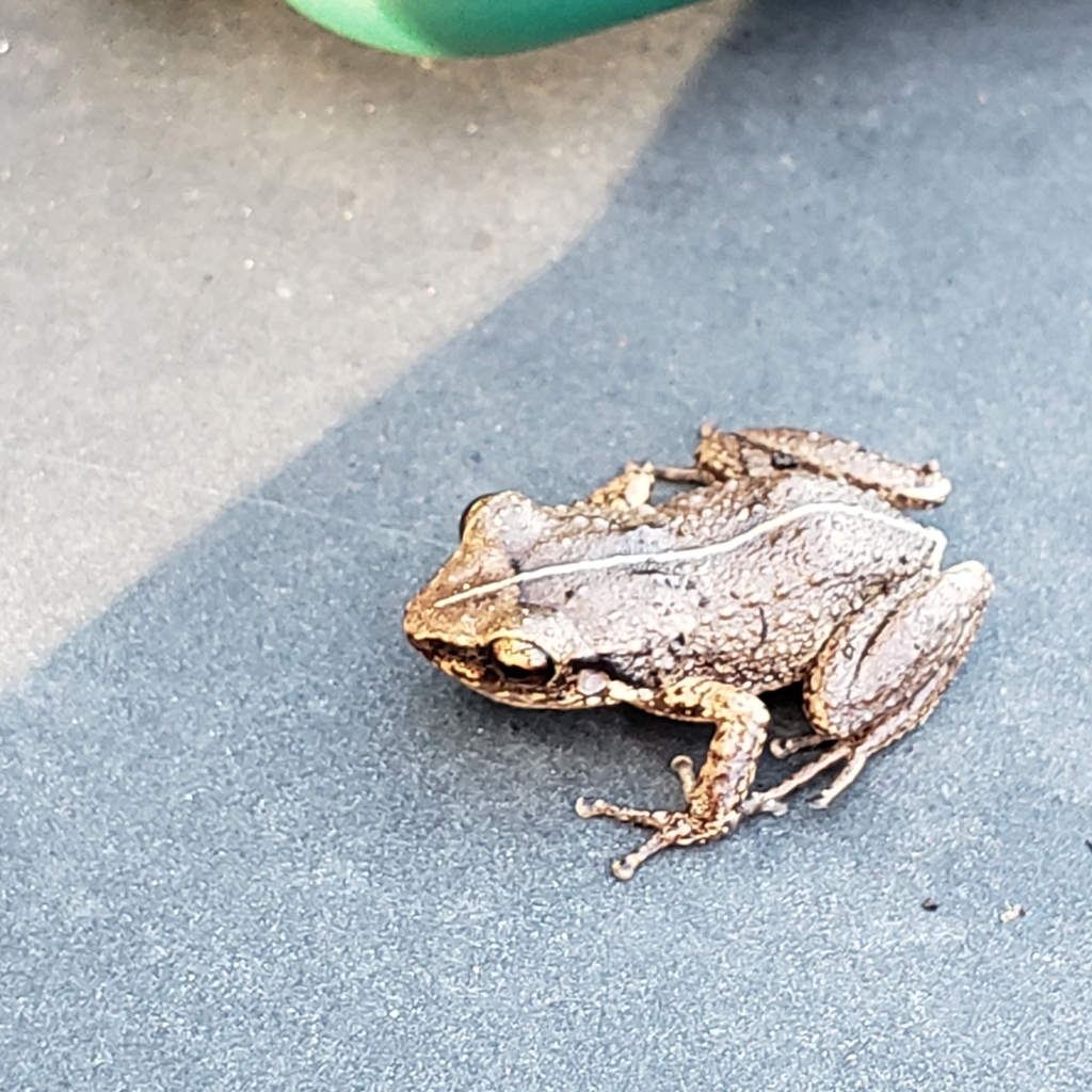 Jamaican Ear-Spotted Frog