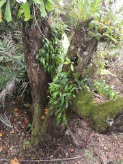 Bulbophyllum maxillare