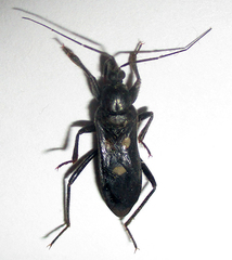Ectomocoris quadrimaculatus