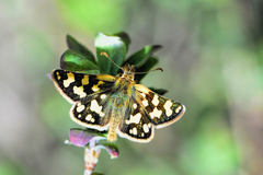 Carterocephalus argyrostigma