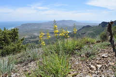 Hypericum elongatum