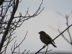 Emberiza calandra