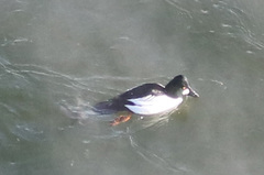 Bucephala clangula