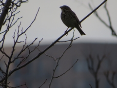 Emberiza calandra