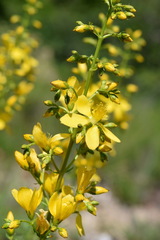 Hypericum elongatum