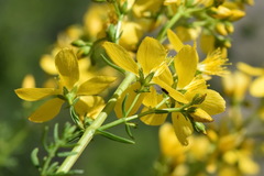 Hypericum elongatum