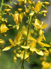 Hypericum elongatum