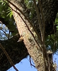 Dryobates passerinus