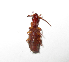 Macrocheilus basilewskyi