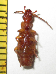 Macrocheilus basilewskyi