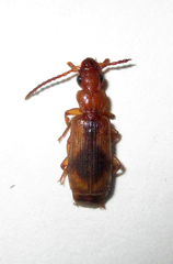 Macrocheilus basilewskyi