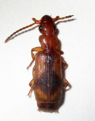 Macrocheilus basilewskyi