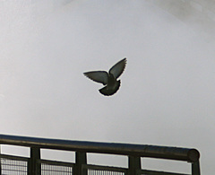 Columba livia domestica