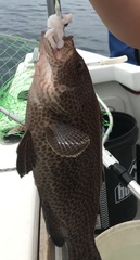 Epinephelus chlorostigma