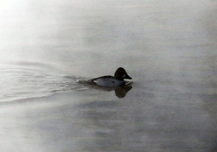 Bucephala clangula