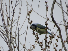 Cyanistes caeruleus