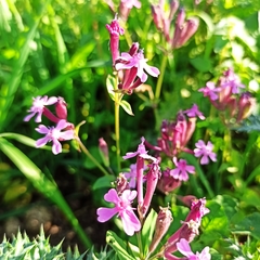 Silene aegyptiaca