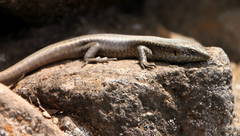 Chioninia fogoensis