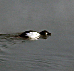 Bucephala clangula
