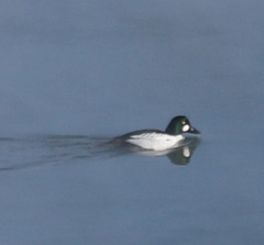 Bucephala clangula