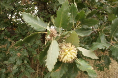 Quercus ithaburensis macrolepis