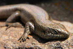 Chioninia fogoensis