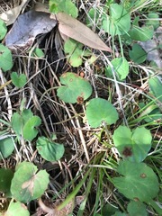 Centella cordifolia